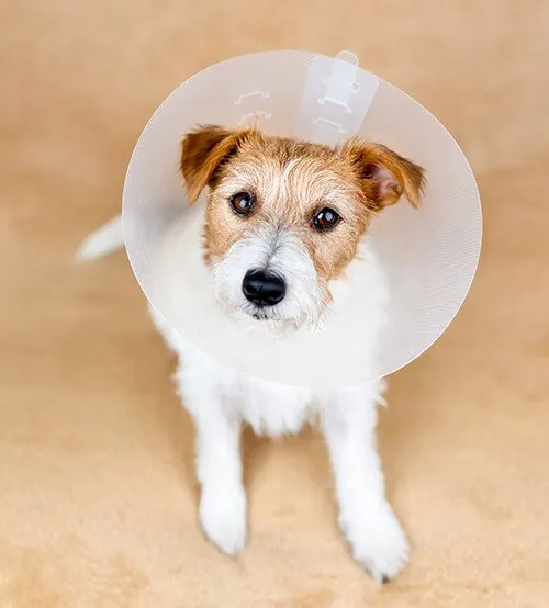 dog-surgery dog-surgery